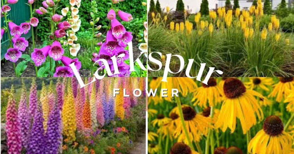 Conical Flowering Plants: 5 Best Varieties & Growing Tips conical flowering plants