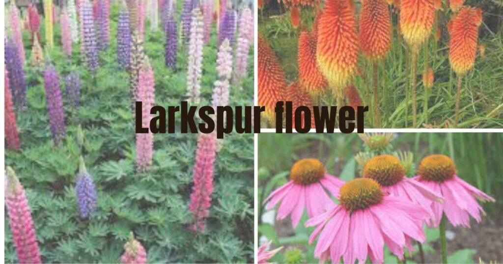 designing with cone-shaped flowering plants
