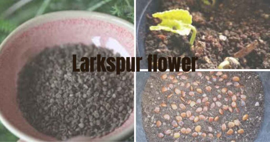 forget me not seeds: cold stratification and its importance