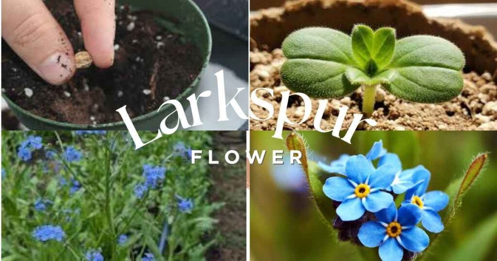 forget me not seeds