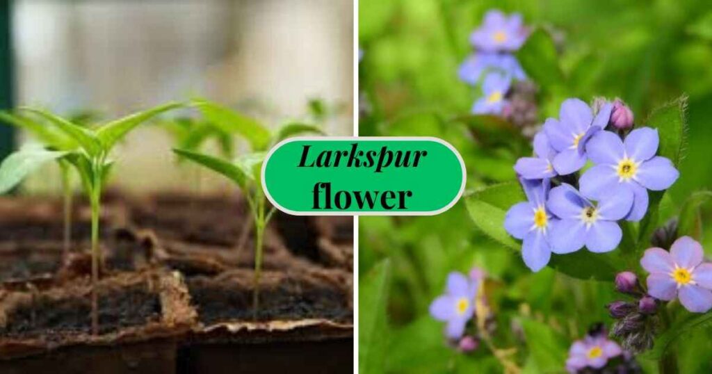 seedlings and flowers of forget me not seeds