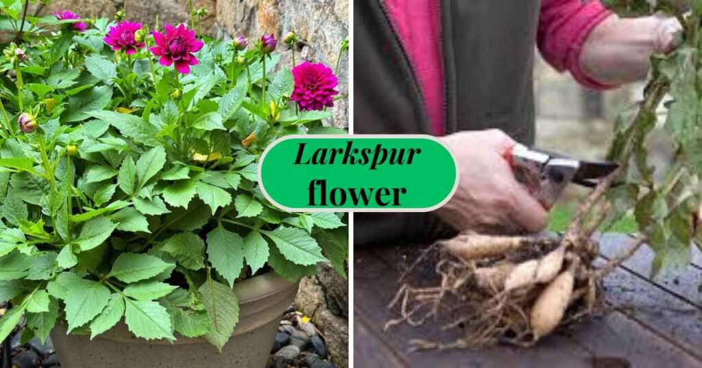 planting dahlia tubers: planting in pot and harvesting tubers