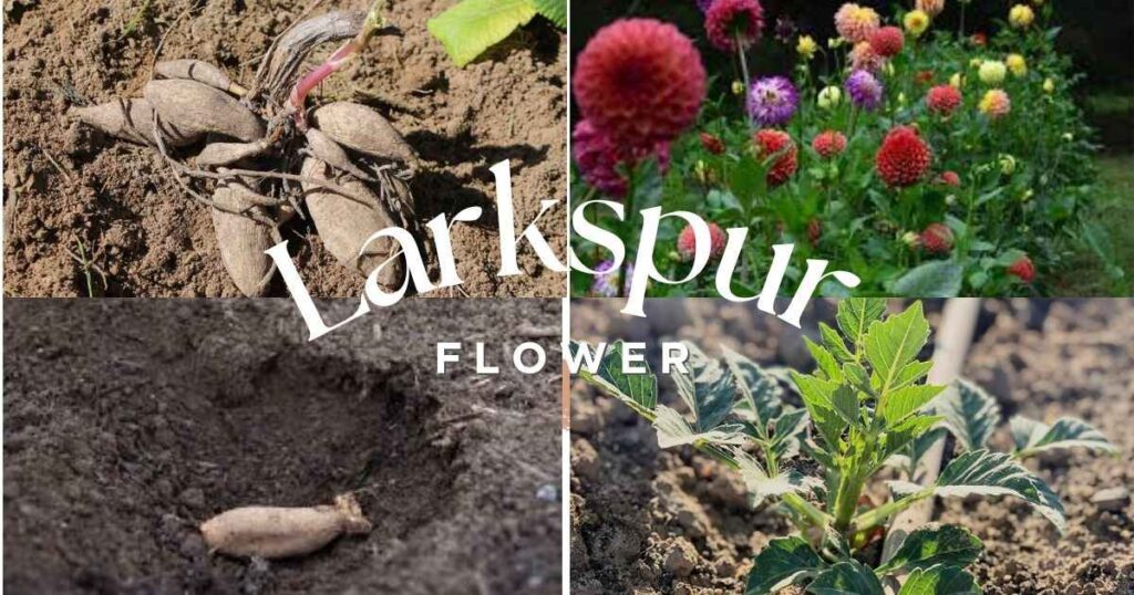 planting dahlia tubers