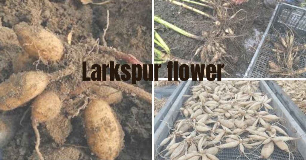 planting dahlia tubers: 5 easy steps to grow tubers