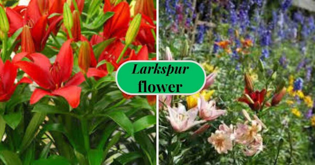 red lilies: popular varieties and companion plants