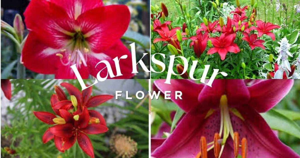 red lilies
