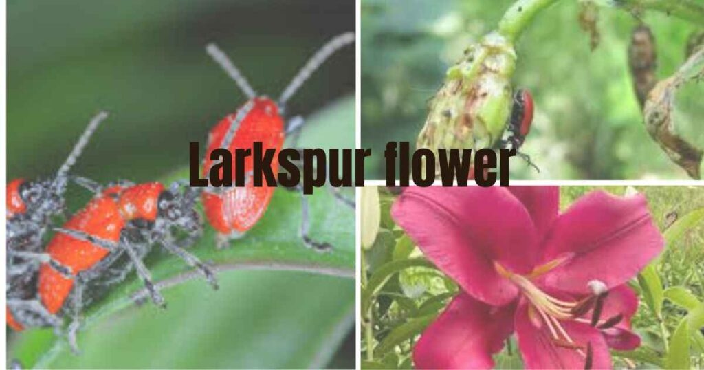 red lilies: lily beetles and fungal issue