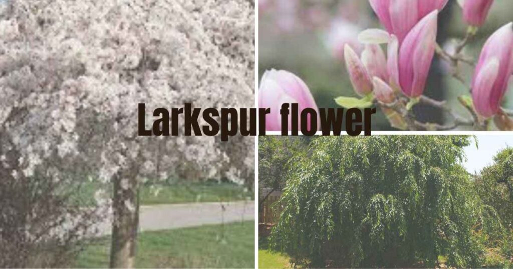 weeping cherry tree planting