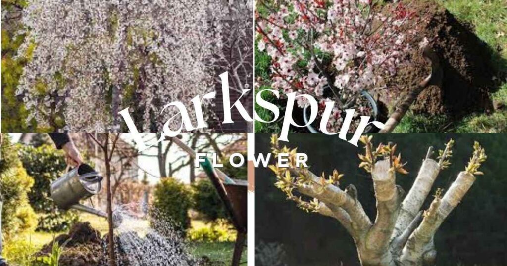 Weeping Cherry Planting: Complete Guide for Healthy Trees weeping cherry planting