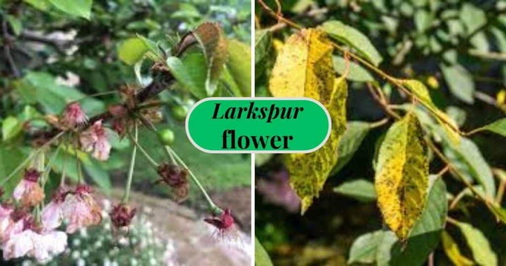 weeping cherry planting: flower production and leaf spot