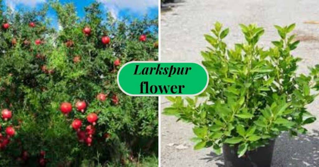 pomegranate and green buttonwood