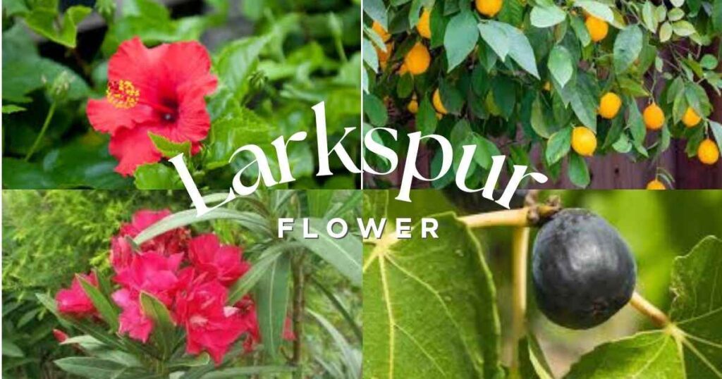 zone 10 shrubs: hibiscus, oleander, meyer lemon and, fig