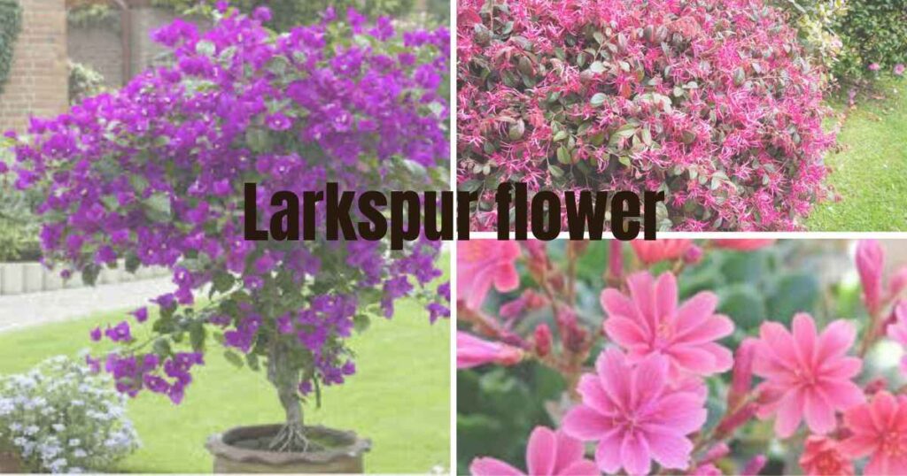 blue plumbago, abelia and, rosemary 